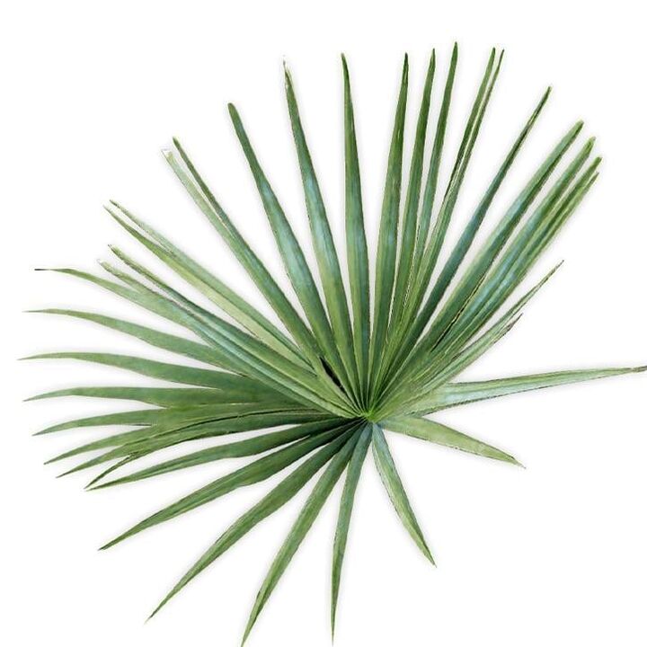 Dwarf palm - composition UltraMax Testo Enhancer